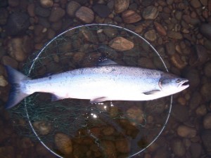 10Ib-summer-salmon-Kercock-2011-9th-July-002-1024x768                     